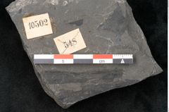 Foto (Detailansicht) von Dictyophyllum obtusilobum Sch. (NHMW-GEO-2024-0188-10502)